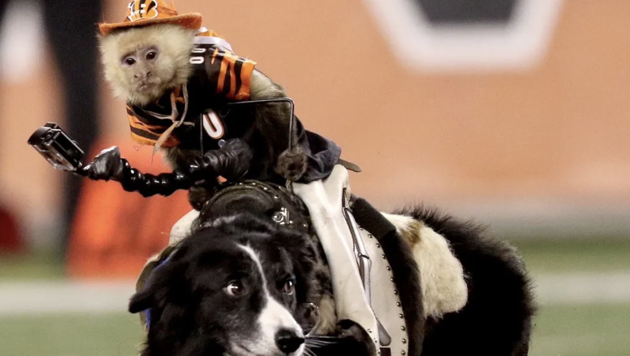 bengals monkeys riding dogs